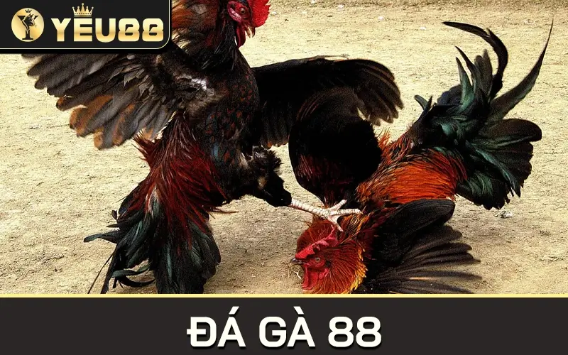 Đá Gà 88 – Sảnh Cá Cược Đỉnh Cao Của Những Kê Thủ