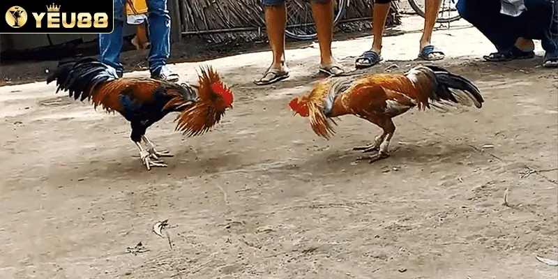 cần lưu ý khi tham gia Đá Gà C2