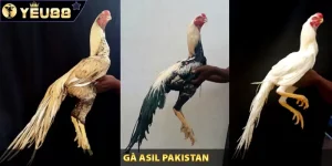 Gà Asil Pakistan