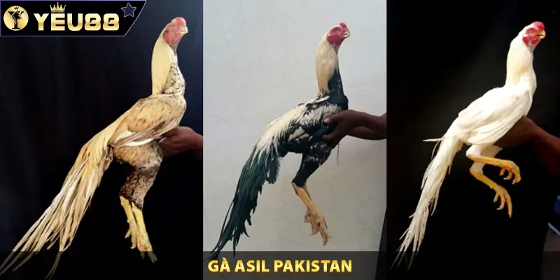 Gà Asil Pakistan Cùng Yeu88 Tìm Hiểu Về Dòng Chiến Kê Này
