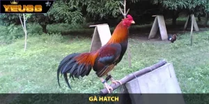 gà Hatch