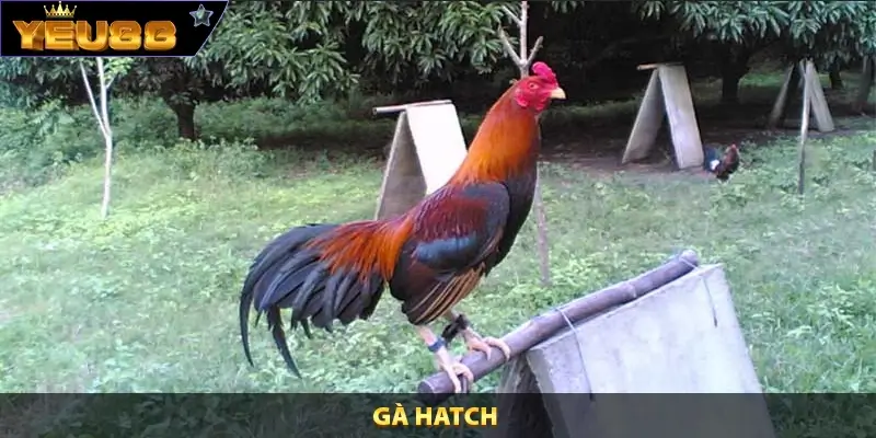 Tìm Hiểu Gà Hatch Yeu88 Sự Lựa Chọn Của Những Chiến Kê 