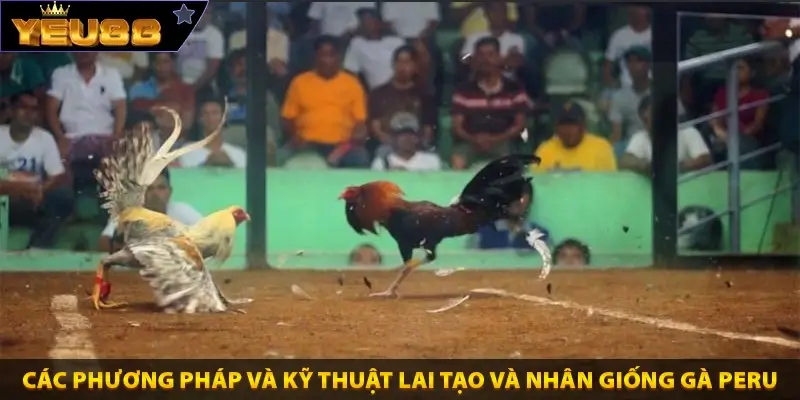 Các phương pháp và kỹ thuật lai tạo và nhân giống gà Peru