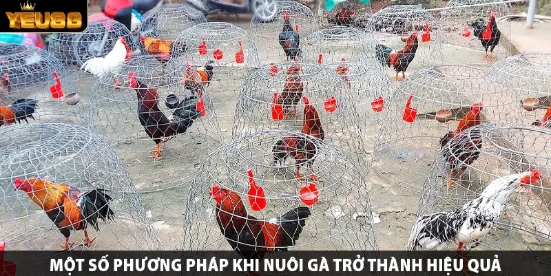 Một số phương pháp khi nuôi gà trở thành hiệu quả