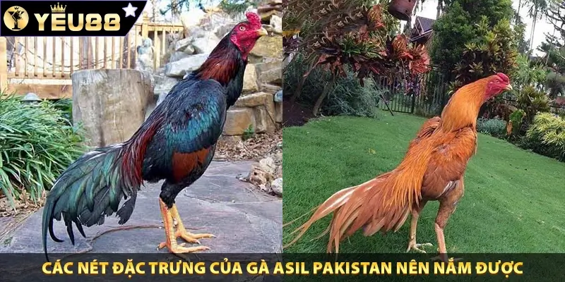 Các nét đặc trưng của gà Asil Pakistan nên nắm được