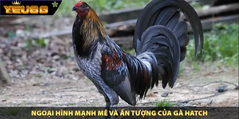 Ngoại hình mạnh mẽ và ấn tượng của gà Hatch