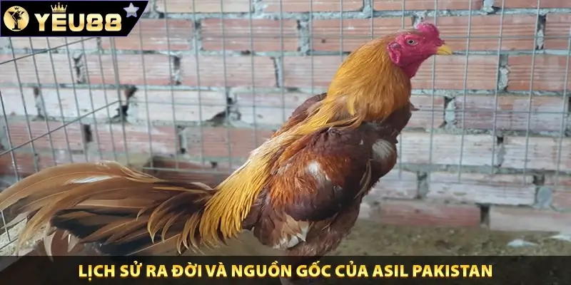 Lịch sử ra đời và nguồn gốc của Asil Pakistan