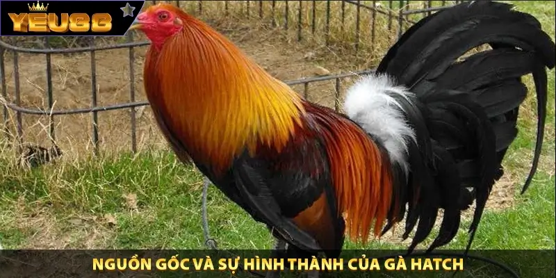 Nguồn gốc và sự hình thành của gà Hatch