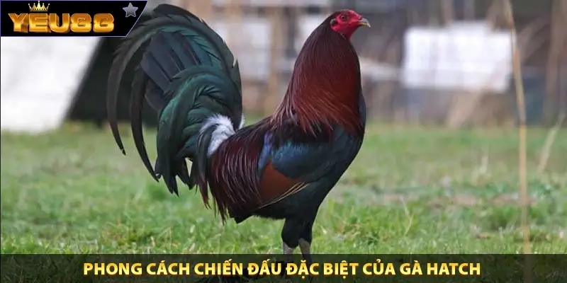 Phong cách chiến đấu đặc biệt của gà Hatch