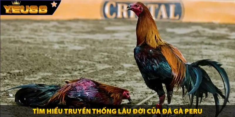 Tìm hiểu truyền thống lâu đời của đá gà Peru