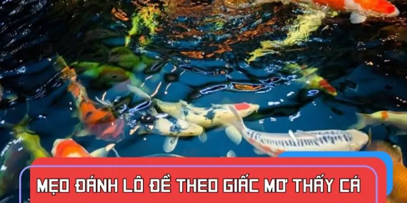 Mẹo hữu ích giúp bạn đánh lô đề theo giấc mơ thấy cá Mẹo hữu ích giúp bạn đánh lô đề theo giấc mơ thấy cá